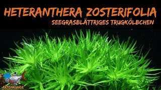 Seegrasblättriges Trugkölbchen, Heteranthera zosterifolia | ADVENTdicted! Adventskalender | Tür Nr.5