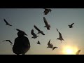 Feeding Birds Black Headed Seagulls