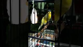 Download lagu KENARI YORKSHIRE IMPORT GACOR ISTIMEWA ! mp3