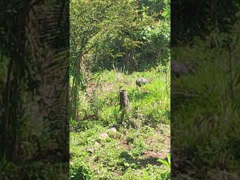 6 de junho de 2026 o animal é silvestre uma capivara represa Buritirana Maranhão nordeste Brasil