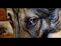 VERAdog by Demetres SOL MELITA - FRAGILE (STING) - CASSANDRA WILSON 2003