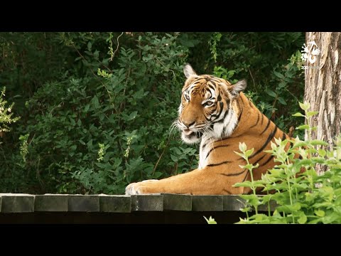 Zoo Praha: Každý tygr je osobnost