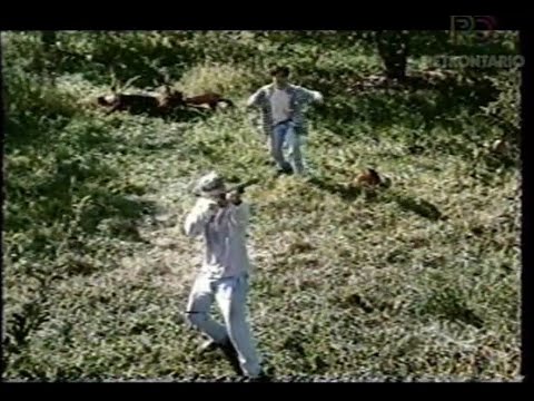 WUTV 29 Deadly Invasion: The Killer Bee Nightmare (1995)🐝🐝🐝