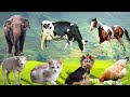 Collection Of Cute Animal Sounds Cow Cat Chicken Dog Sheep Cat Horse Cute Animal Moments