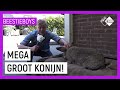 REUZENKONIJN | Extreme Animal Hobby's Beestieboys | NPO Zapp