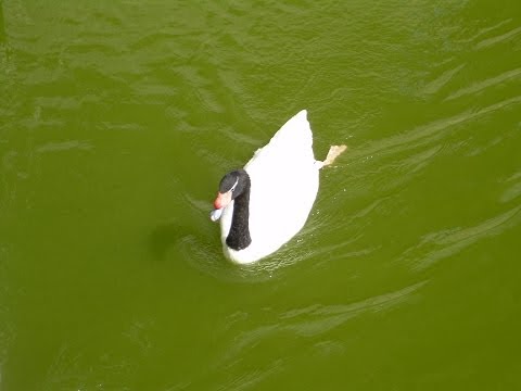 Резонанс. Управление процессом. (Видео 1)