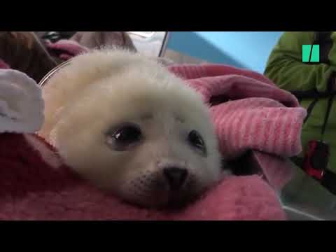 This baby seal who is learning to swim will ...