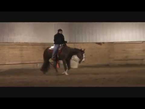 SOLD - BMQ Double Registered Gelding pt1