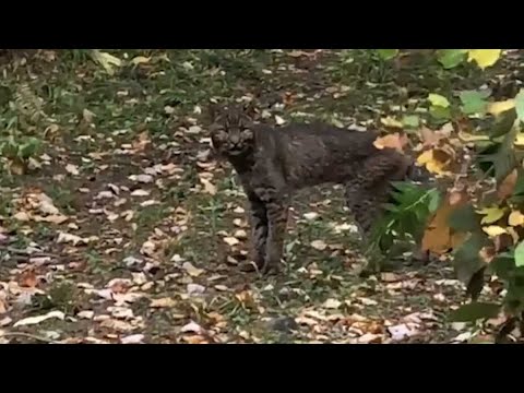 Apparent black bobcat, which is very rarely seen, spotted in Vermont