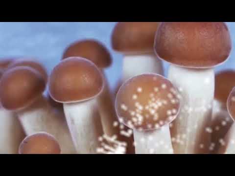 Polygonia, Simon Popp - Onyx (Official Video) [Squama]