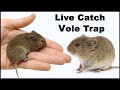 Live Trapping Voles. A Close Look At This Dangerous Animal. Mousetrap Monday.