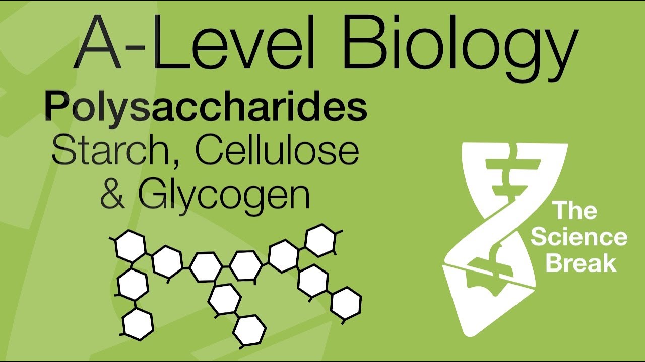 AQA A-Level Biology: Polysaccharides - Starch, Glycogen & Cellulose | Quick Revision