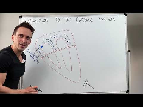 Herzleitungs- und EKG-Interpretation