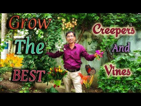 download lagu mp3 mp4 Wild Climbing Vines With White Flowers, download lagu Wild Climbing Vines With White Flowers gratis, unduh video klip Wild Climbing Vines With White Flowers