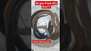 Download lagu Easy Eel Trap - Build Unique Eel Trap Make Blue Water Bottle. Technology Eel Trap mp3