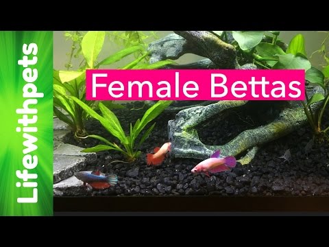 Betta Fish in a Planted 20 Gallon Community Tank (Update)