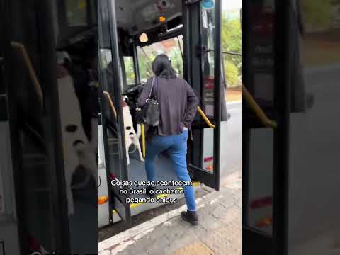 Só no Brasil! Cão pega ônibus como passageiro e recebe carinho do motorista! 🐶😍