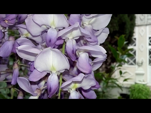 Глициния цветёт / бювет питьевой воды в Ялте на ул.Чехова / Крым / Ялта