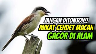 Download lagu Jangan Ditonton‼️ Mikat Cendet Macan Asli Gacor Di Alam mp3