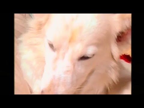 Dogs ko feed karata hu  Jai shree ram 🚩🚩 Jai gau mata 🐄🐄#viral #youtubeshorts #feeddogs