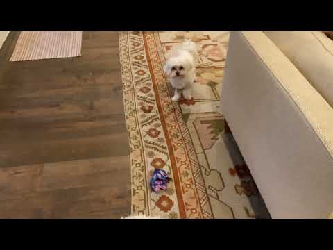 My dog barking at a Shashibo Cube