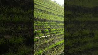 Download lagu wheat #snake # youtube #short#video#ytshort#video #explore mp3 Download lagu wheat #snake # youtube #short#video#ytshort#video #explore mp3