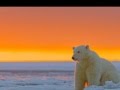 Polar Bears - BB King & Mary Travers "House of ...