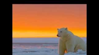 Polar Bears - BB King &amp; Mary Travers "House of the Rising Sun"