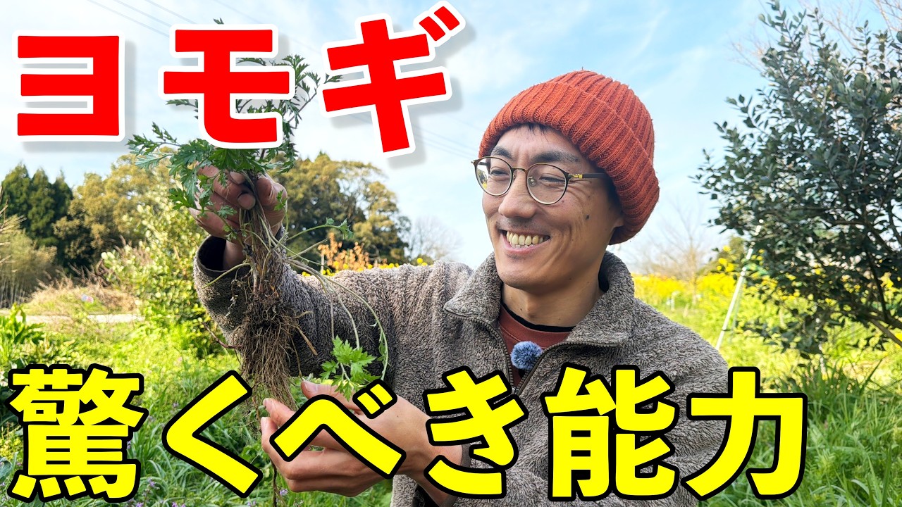 驚くべきヨモギのアレロパシー戦略！その生態と根本的な対策について紹介します！