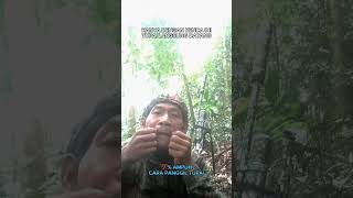 Download lagu TRIK JITU MEMANGGIL TUPAI‼️💯�rhasil #videoshorts #trikjitu #squirrelhunting mp3