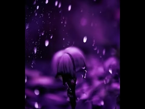 Coloured Vision  –  Violet Rain (Reactivate 9 - 3.8)