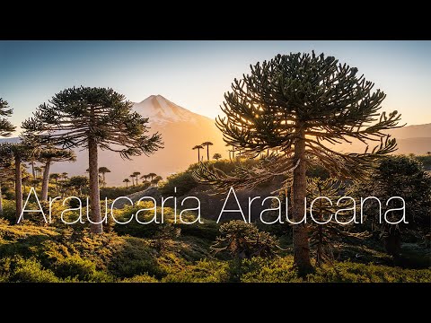 Araucaria Araucana Forest (Monkey puzzle, Chilian pine)