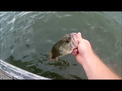 Chester Frost Produces Fish