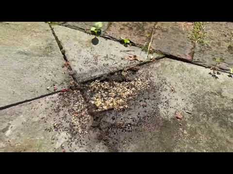 Large Ant Colony Hiding Underneath the Plant in Beach Haven, NJ