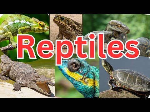 50 Reptiles for Kids to Learn About - Dragon, Anaconda, Geckos, Chameleons