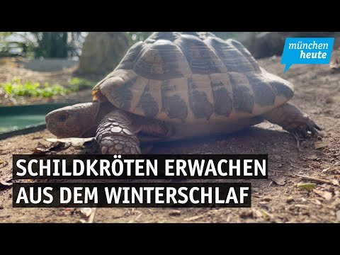 Aufgewacht! – Schildkröten verlassen Winterquartier und starten in den Frühling