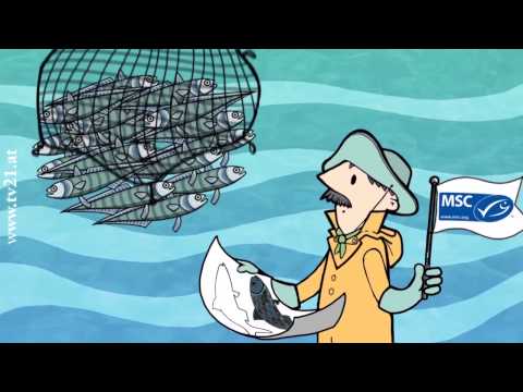 Sterben unsere Meere?  WWF und MSC erklären nachhaltigen Fischfang