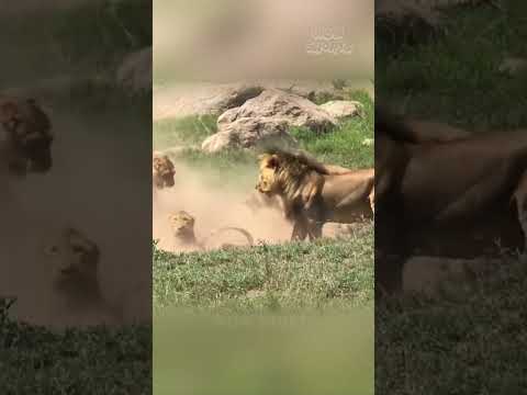 The Lion Cub's Misstep: A Father’s Unexpected Protection