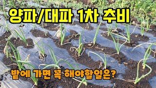 양파/대파 웃거름 비료의 종류 양파1차 추비 주는 시기와 간격 양파의 무름병 예방을 위해 꼭 줘야할 비료는?