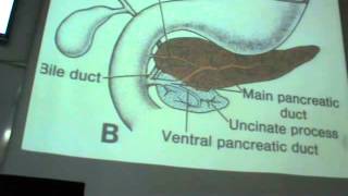 Dr. Sherif fahmy Embryology -11- " Duodenum - Pancreas - Liver " ,,