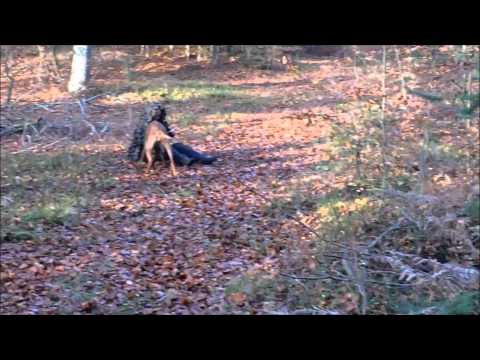 BRH Rettungshunde finden verwirrten Fußballfan