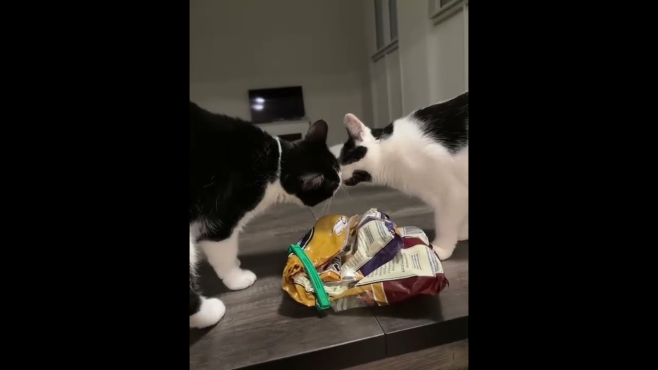 Enlarge Archie *special needs (bonded with Sequoia), a Adoptable Domestic Short Hair in Toronto, ON video 6/6