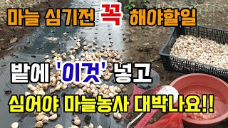 마늘심는시기 꼭 해야할일 마늘밭에 이것 넣고 심어야 마늘이 잘 자라고 대박납니다