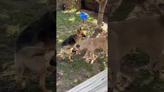 Video preview image #1 Anatolian Shepherd-Unknown Mix Puppy For Sale in Gretna, NE, USA