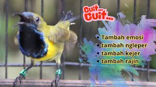 Download lagu PANCINGAN SOGON GACOR ATASI SOGON TROTOL MACET LANGSUNG BUNYI PAGI SIANG MALAM part 283 mp3