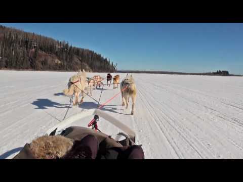 1st YouTube video about how much can a dog sled team pull