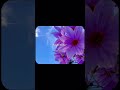Hai Apna Dil To Awara Lyrical Status Hemant Kumar Whatsapp Status Shorts Ytshorts Bollywood