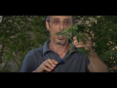 Kyle Kushman: DIY Demo - Prep Techniques for Cannabis Clones / Ganjier