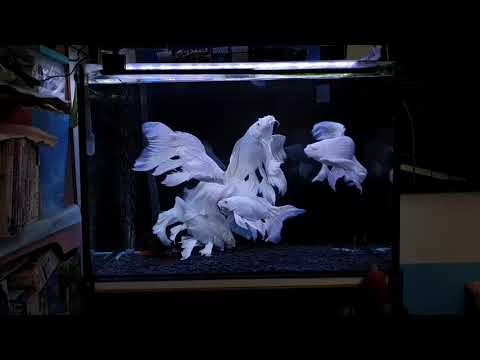 白錦鯉