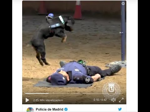 Il cane Poncho e la RCP